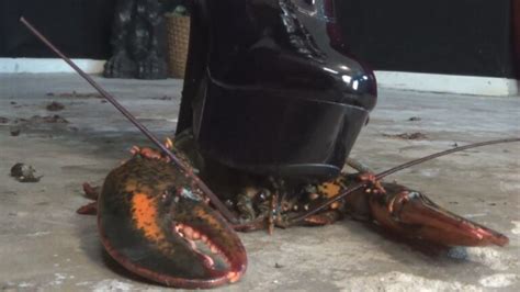 Butt Crush baby lobsters .